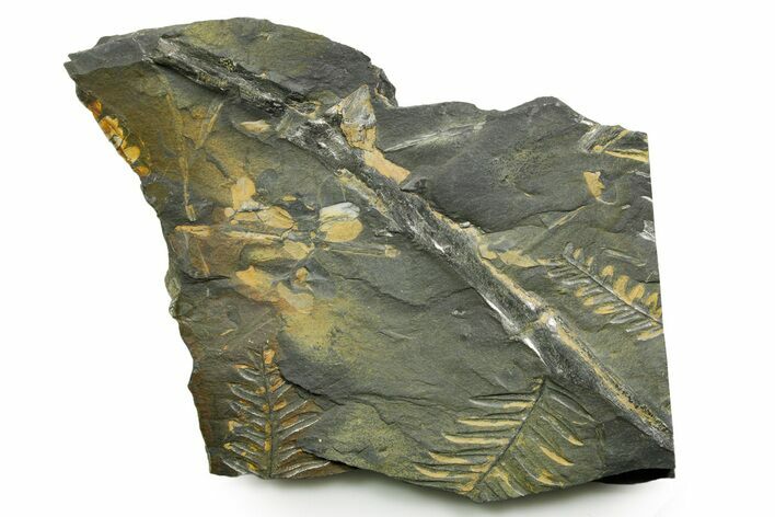 Fossil Seed Fern (Alethopteris & Pecopteris) Plate - Pennsylvania #377487